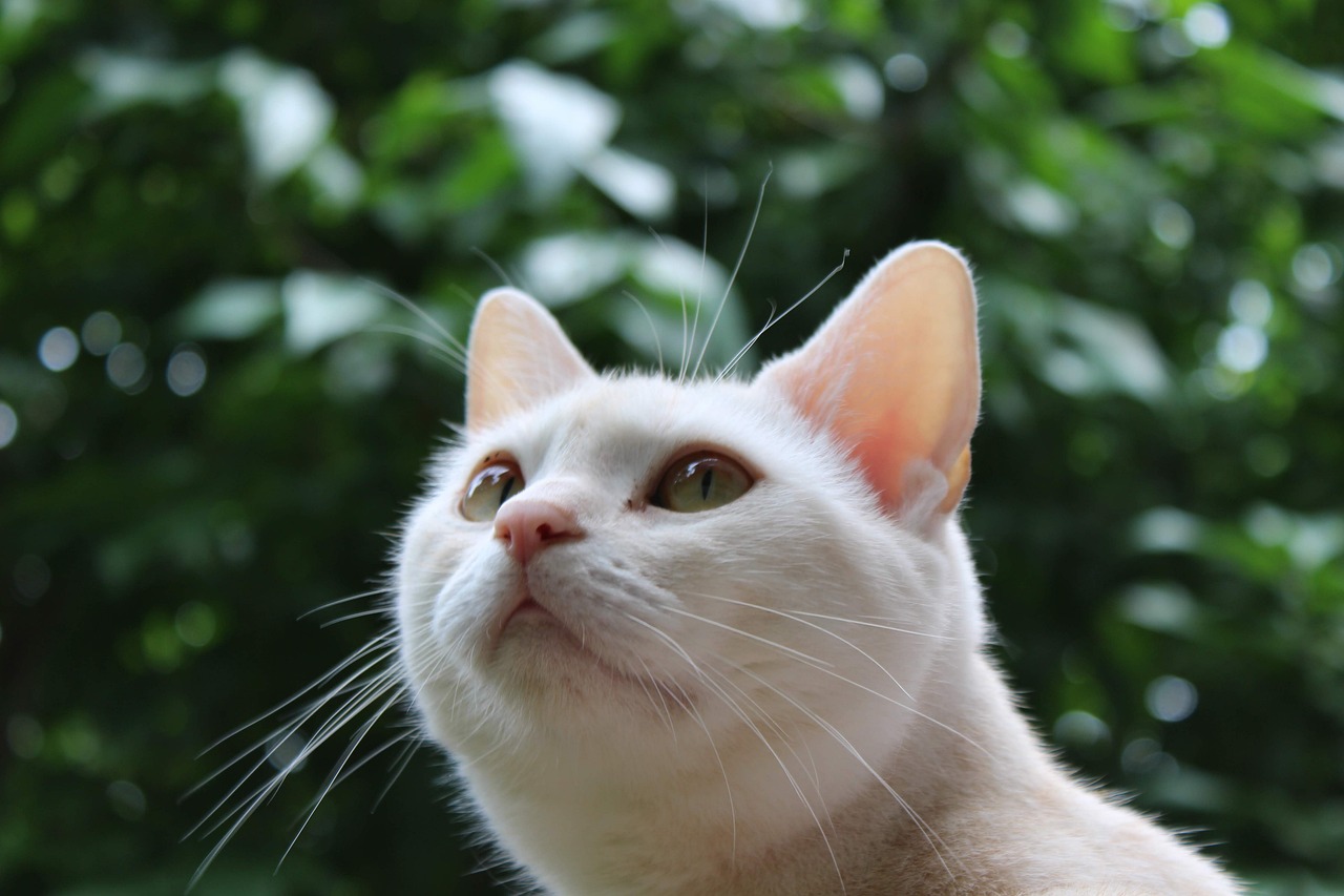 The Unique Features of the American Shorthair